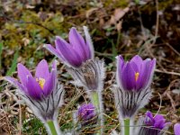 0005 (Küchenschelle)